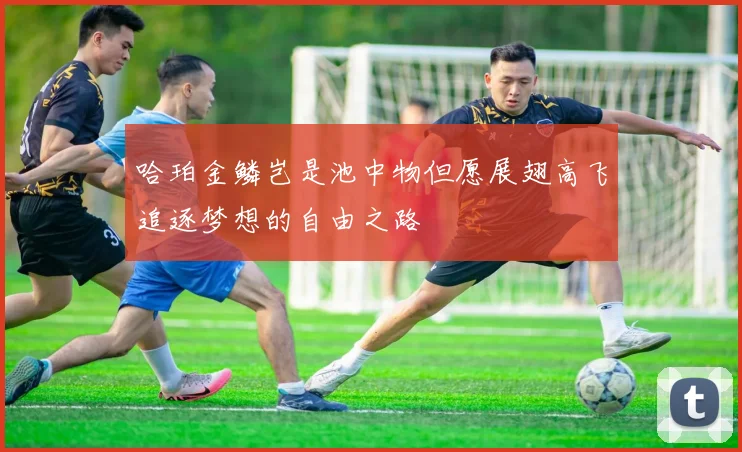 哈珀金鳞岂是池中物但愿展翅高飞追逐梦想的自由之路
